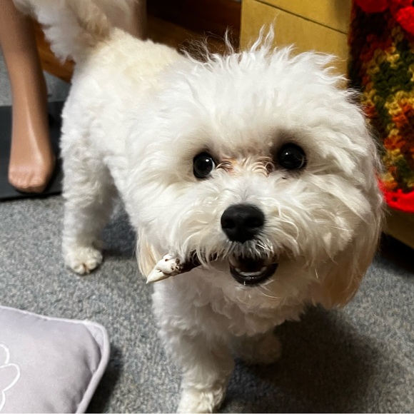 Meet your Posher, Deb - Picture 6 of 6